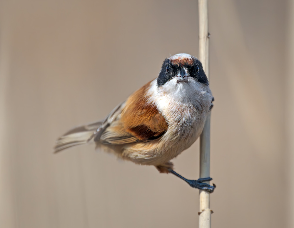 Фотографія А ти хто? / Igor Chervonenko / photographers.ua
