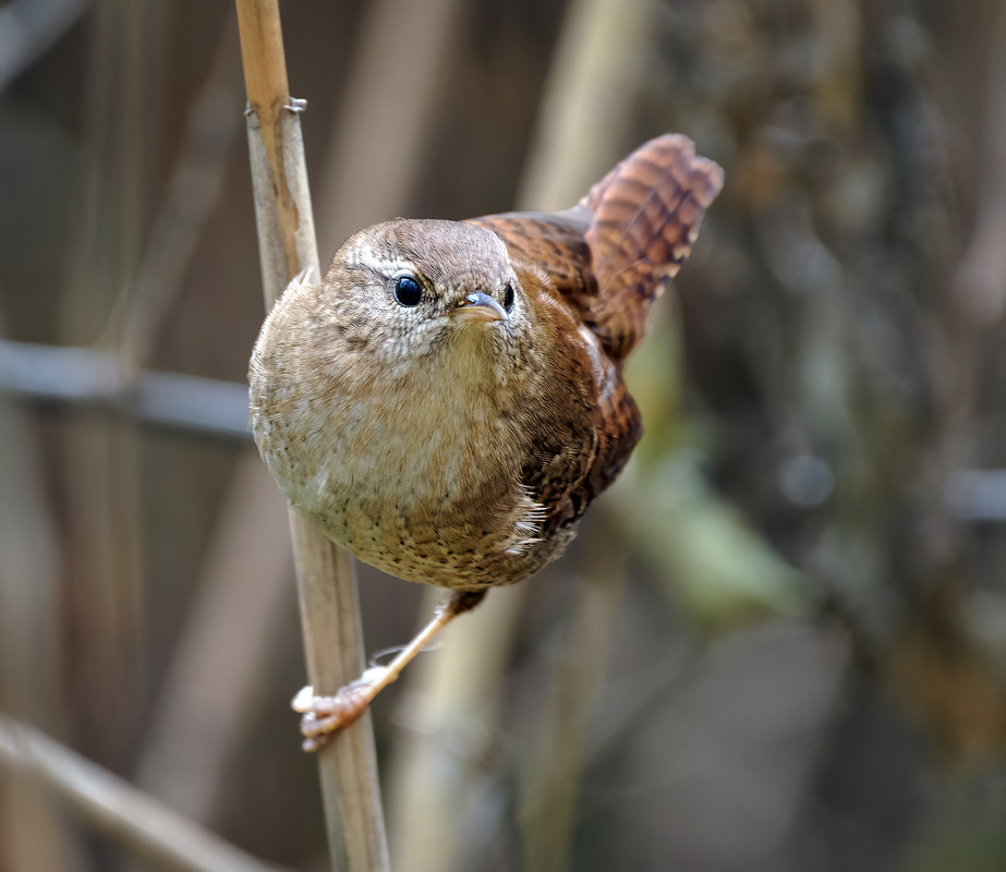 Фотографія Волове очко (Troglodytes troglodytes) / Igor Chervonenko / photographers.ua