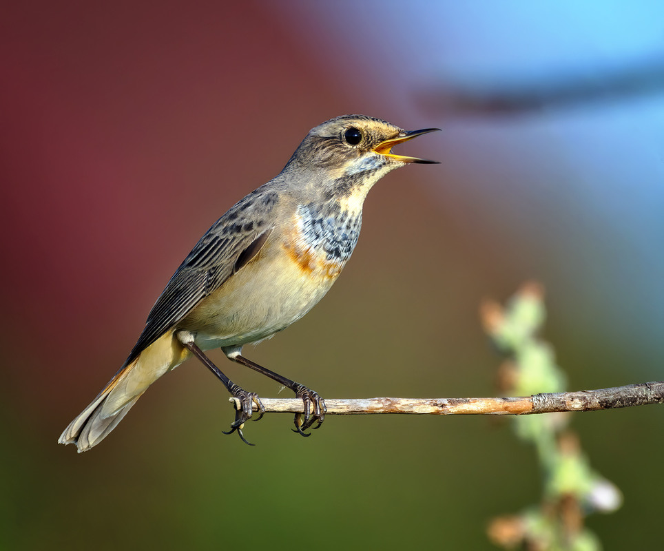 Фотографія Синьошийка (Luscinia svecica) / Igor Chervonenko / photographers.ua