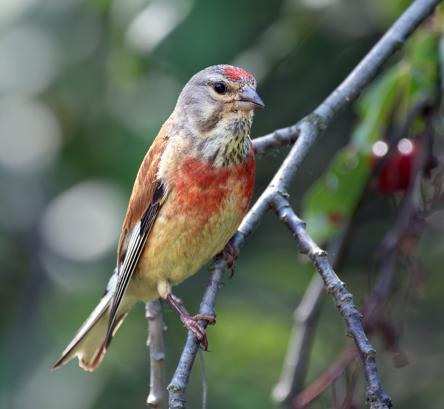 Фотографія Коноплянка (Linaria cannabina) / Igor Chervonenko / photographers.ua