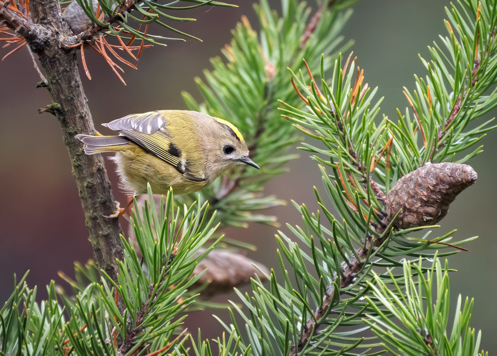 Фотографія Така ж, як та шишечка... / Igor Chervonenko / photographers.ua