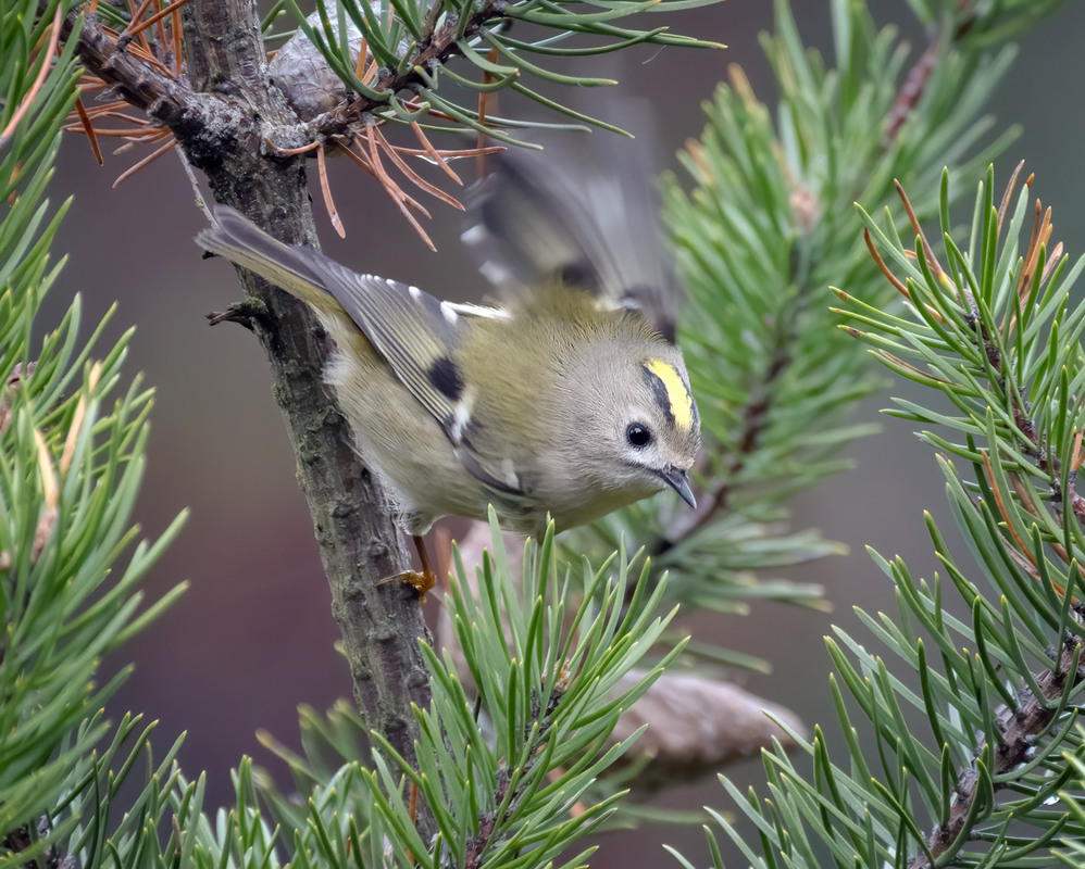 Фотографія Золотомушка жовточуба (Regulus regulus) / Igor Chervonenko / photographers.ua