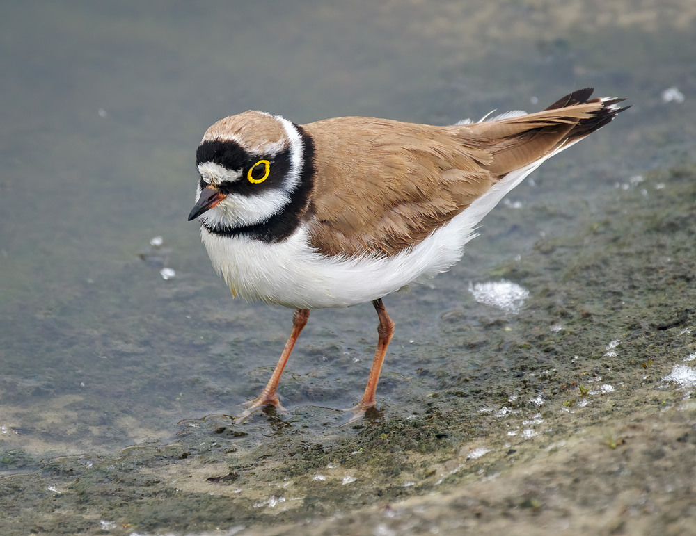 Фотографія Пісочник малий (Charadrius dubius) / Igor Chervonenko / photographers.ua