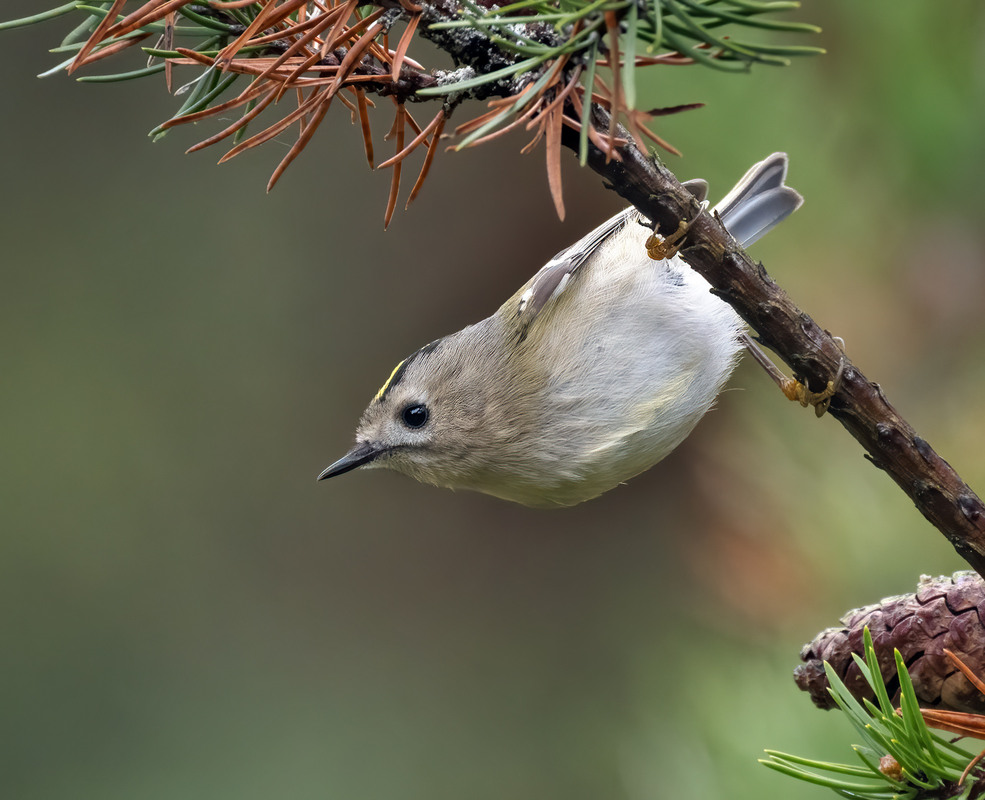 Фотографія Золотомушка жовточуба (Regulus regulus) / Igor Chervonenko / photographers.ua