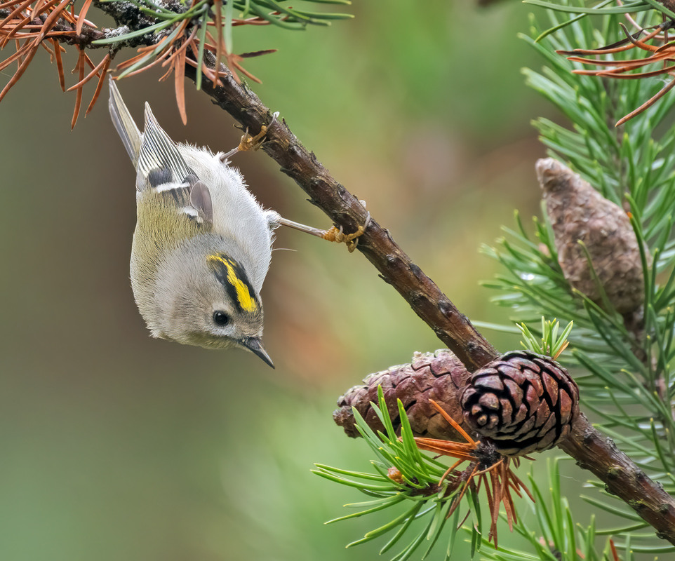 Фотографія Золотомушка жовточуба (Regulus regulus) / Igor Chervonenko / photographers.ua