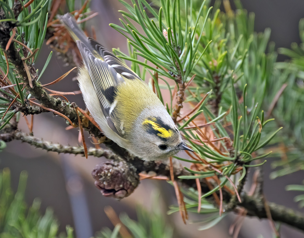 Фотографія Золотомушка жовточуба (Regulus regulus) / Igor Chervonenko / photographers.ua