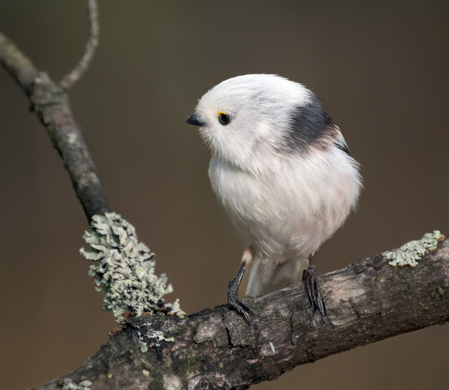 Фотографія Синиця довгохвоста (Aegithalos caudatus) / Igor Chervonenko / photographers.ua