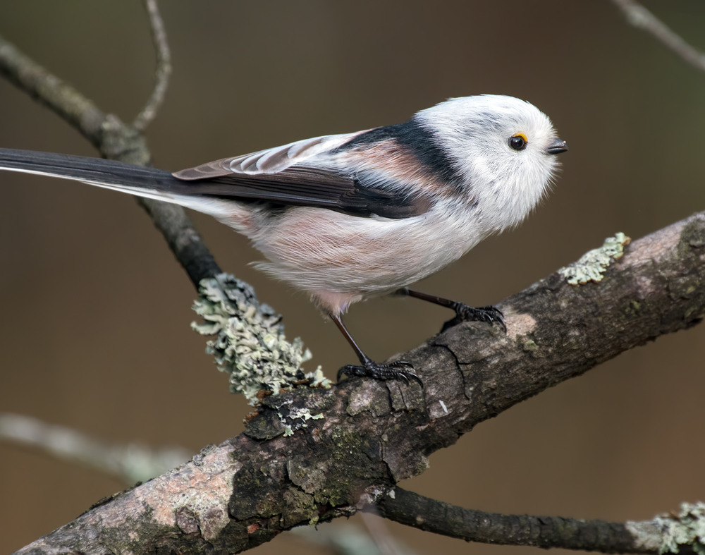 Фотографія Синиця довгохвоста (Aegithalos caudatus) / Igor Chervonenko / photographers.ua