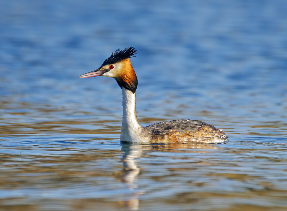 Фотографія Весняні фарби / Igor Chervonenko / photographers.ua
