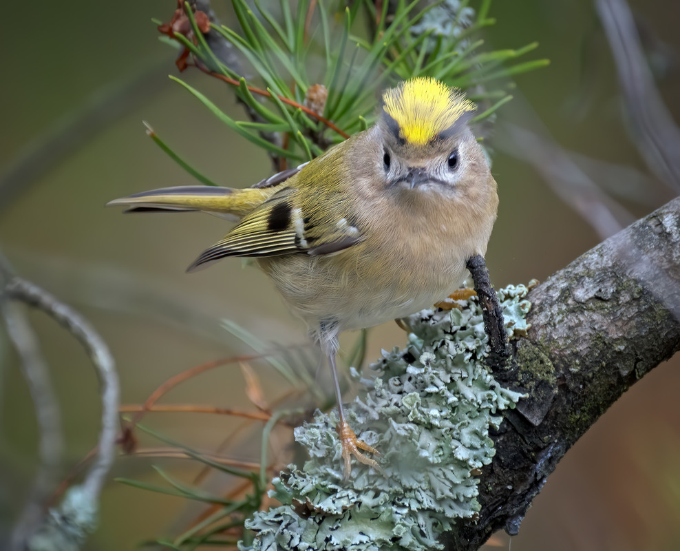 Фотографія Золотомушка жовточуба (Regulus regulus) / Igor Chervonenko / photographers.ua