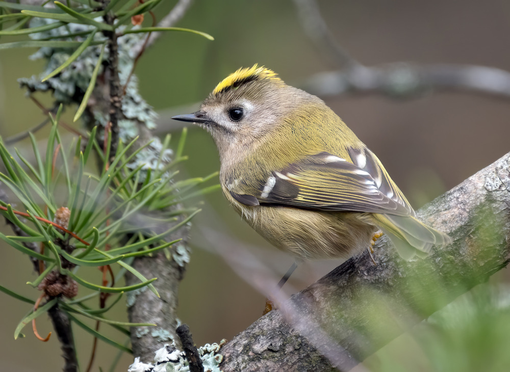 Фотографія Золотомушка жовточуба (Regulus regulus) / Igor Chervonenko / photographers.ua