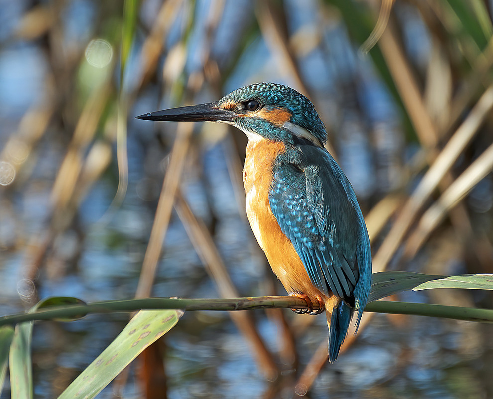 Фотографія Рибалочка / Igor Chervonenko / photographers.ua