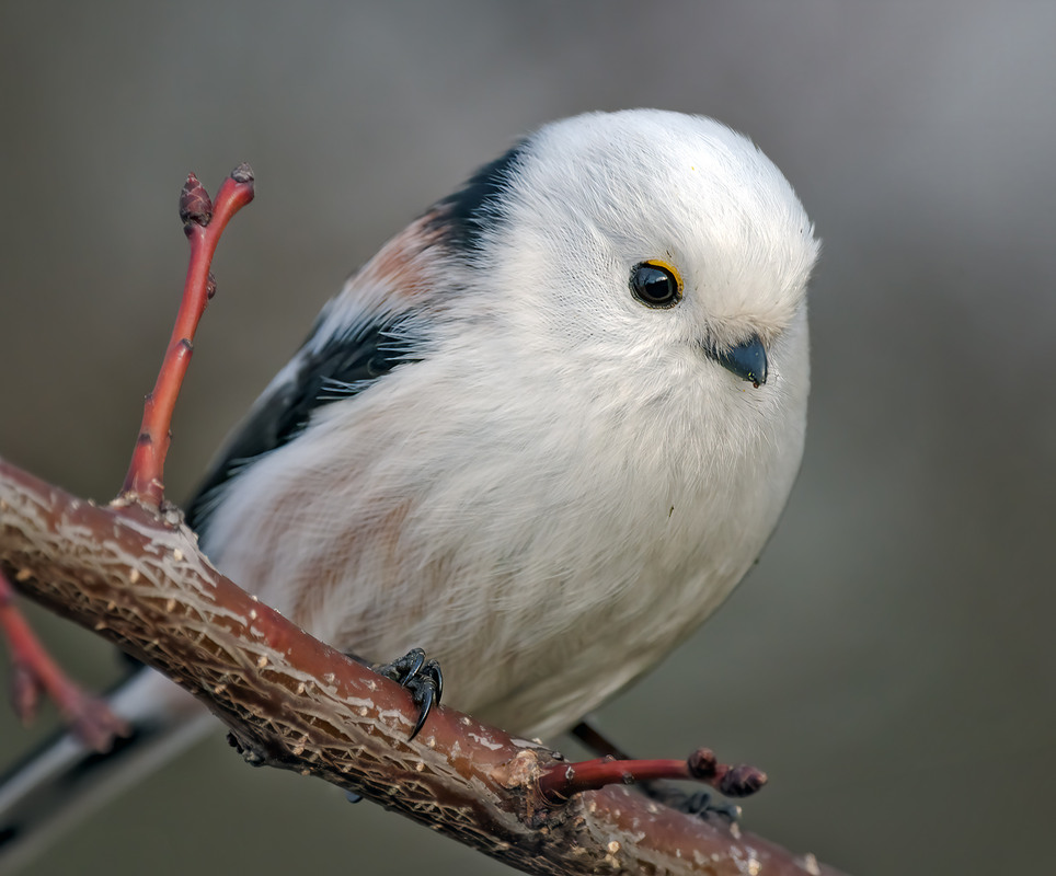 Фотографія Синиця довгохвоста (Aegithalos caudatus) / Igor Chervonenko / photographers.ua