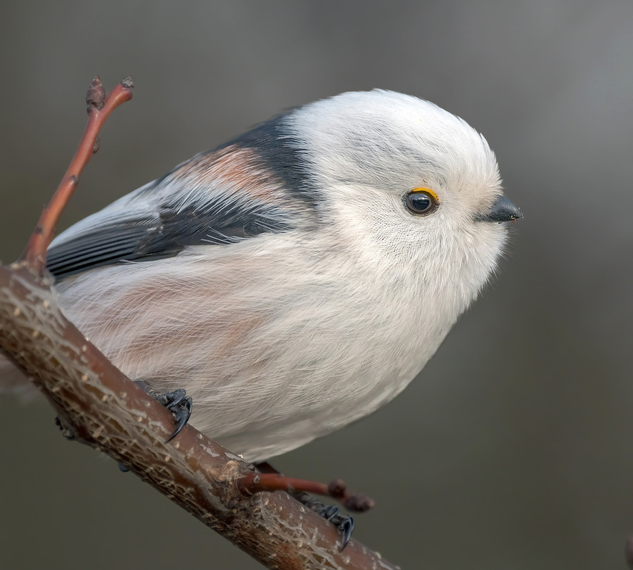 Фотографія Профіль / Igor Chervonenko / photographers.ua