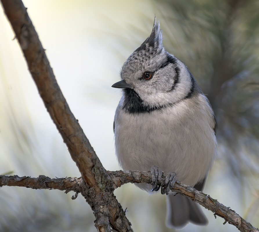 Фотографія Чубатка / Igor Chervonenko / photographers.ua
