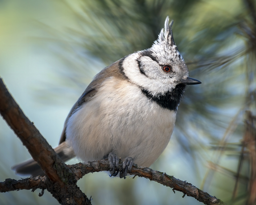 Фотографія Синиця чубата (Lophophanes cristatus) / Igor Chervonenko / photographers.ua