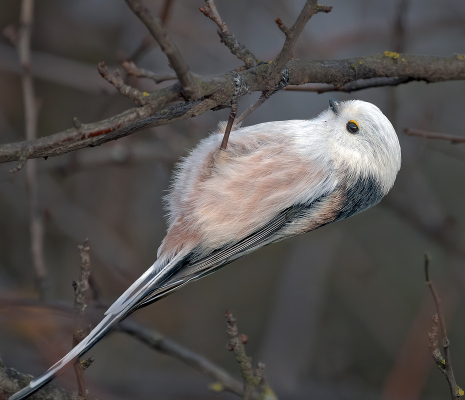 Фотографія Акробатка / Igor Chervonenko / photographers.ua