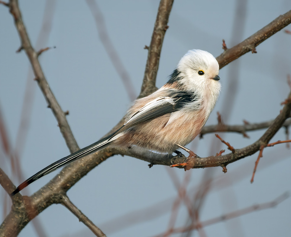 Фотографія Синиця довгохвоста (Aegithalos caudatus) / Igor Chervonenko / photographers.ua