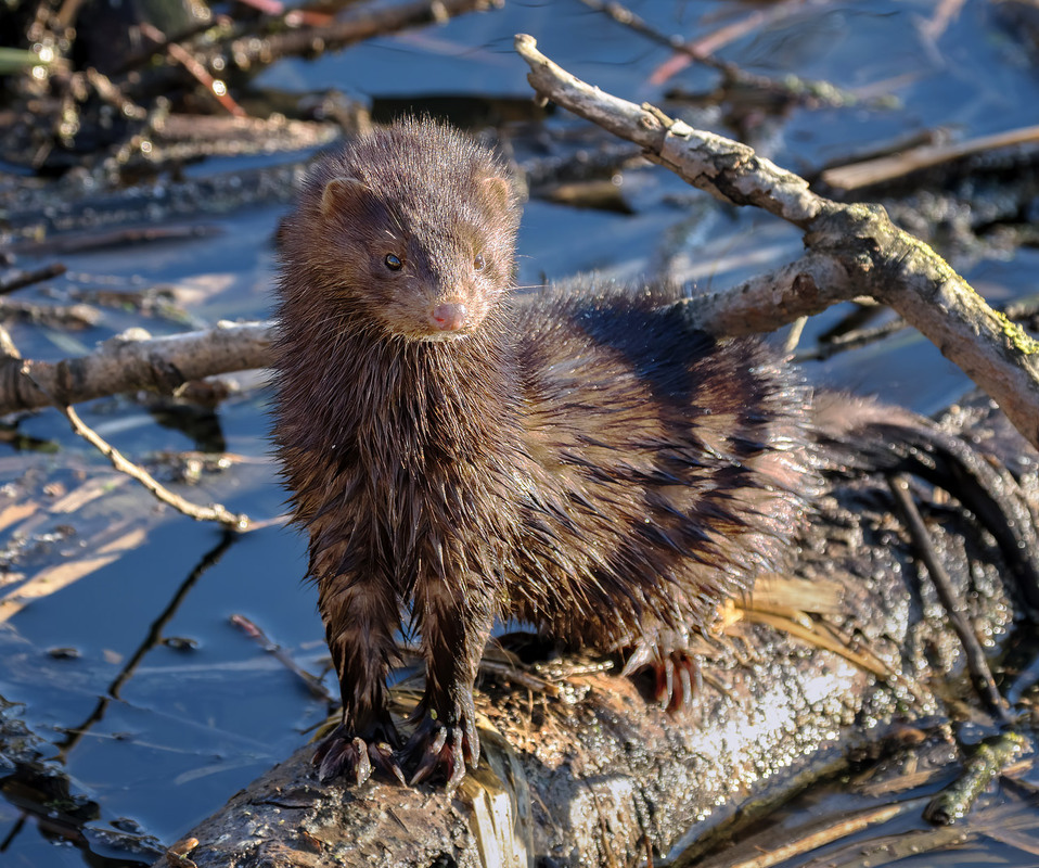 Фотографія Візон річковий, або американська норка (Neogale vison) / Igor Chervonenko / photographers.ua