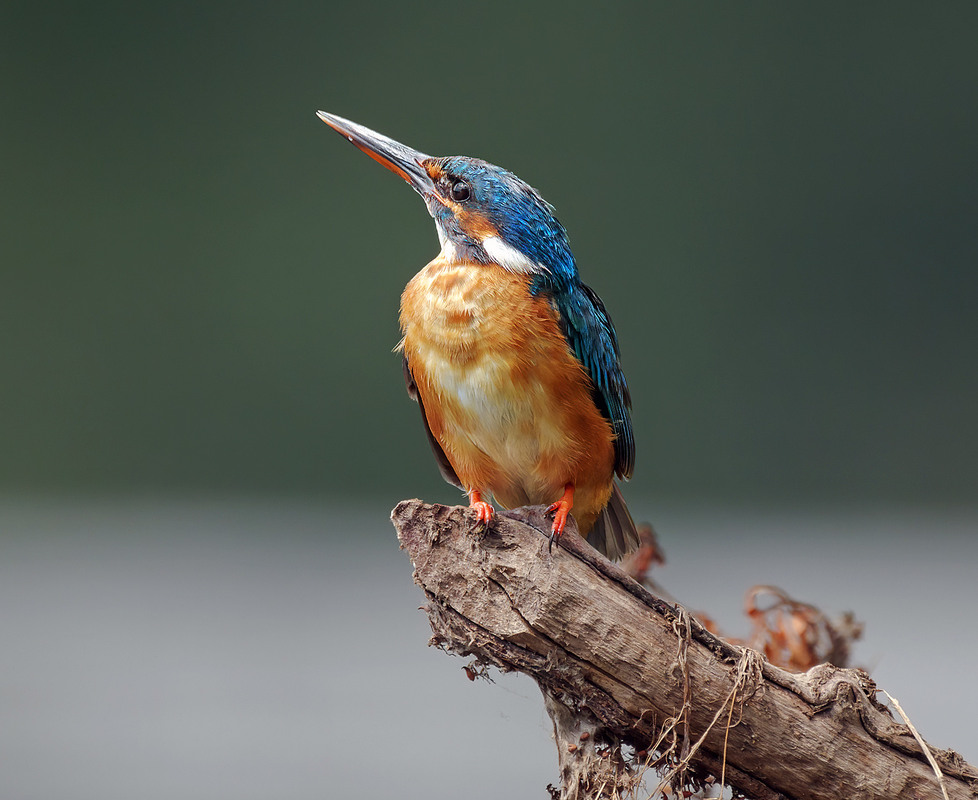 Фотографія Замріявся / Igor Chervonenko / photographers.ua
