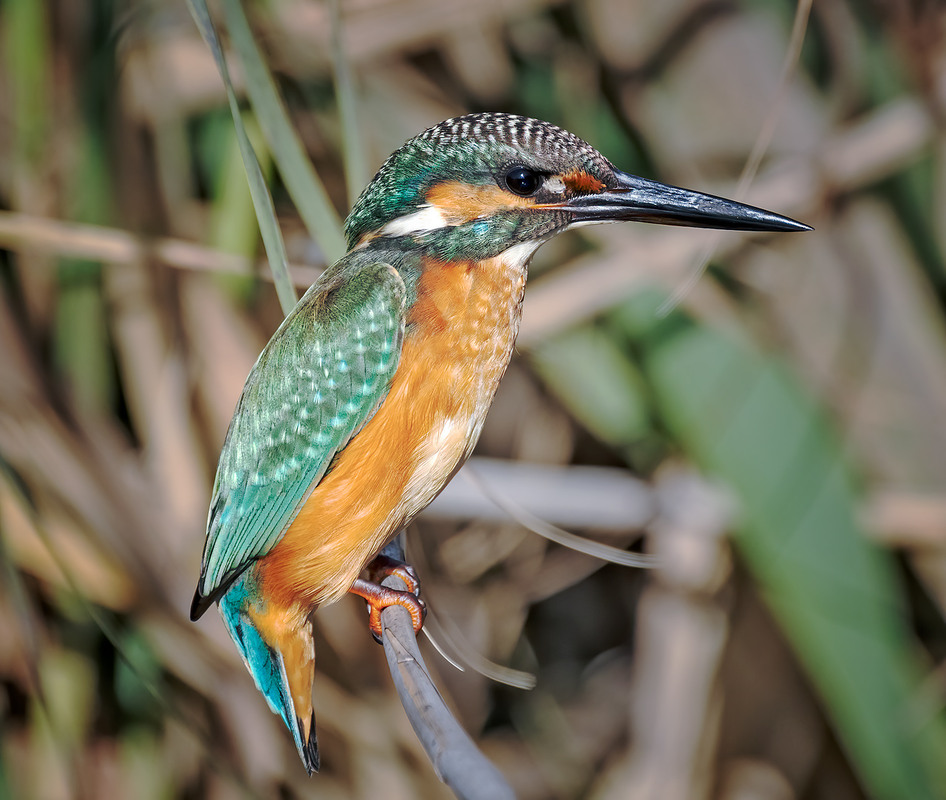 Фотографія Рибалочка / Igor Chervonenko / photographers.ua