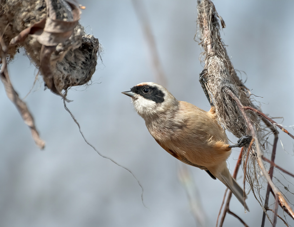 Фотографія Ремез звичайний (Remiz pendulinus) / Igor Chervonenko / photographers.ua