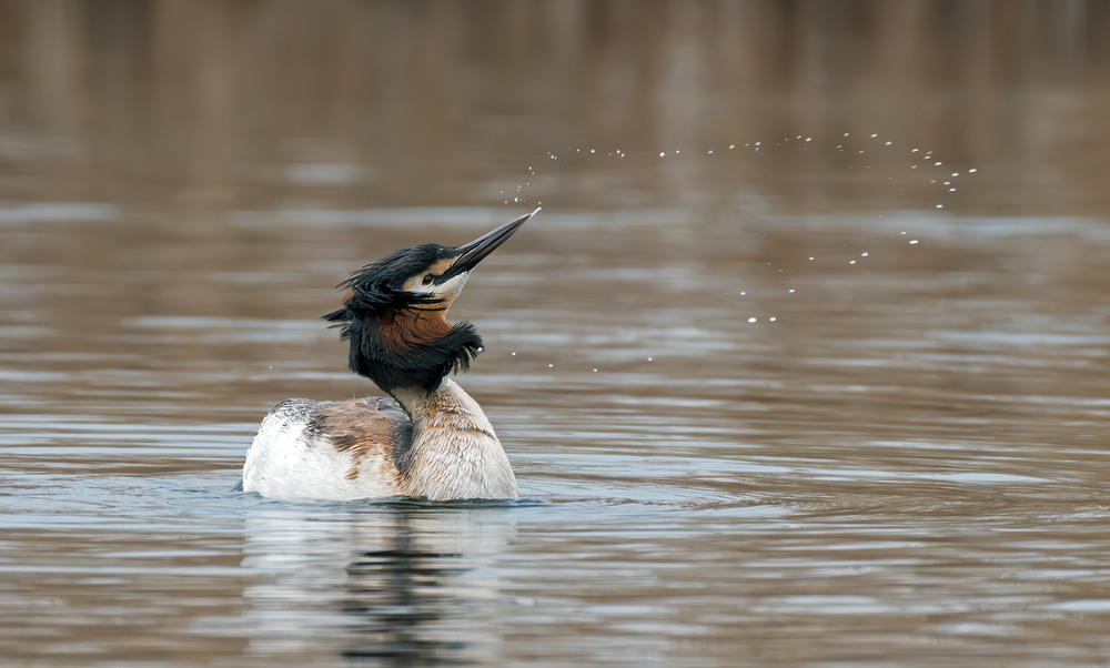 Фотографія Водні процедури / Igor Chervonenko / photographers.ua
