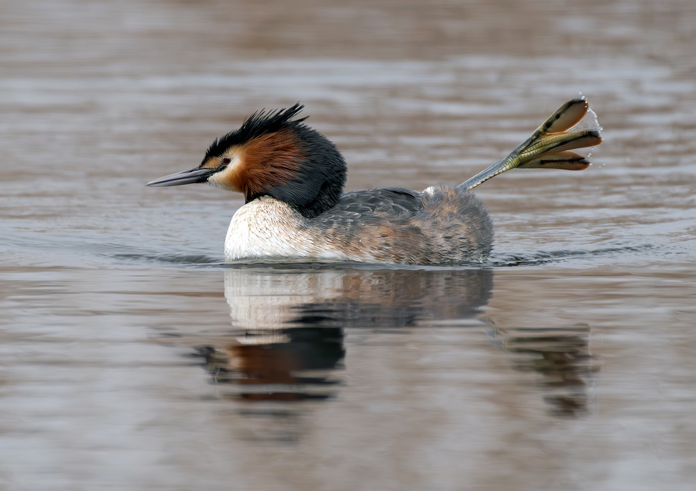 Фотографія Гімнастка / Igor Chervonenko / photographers.ua
