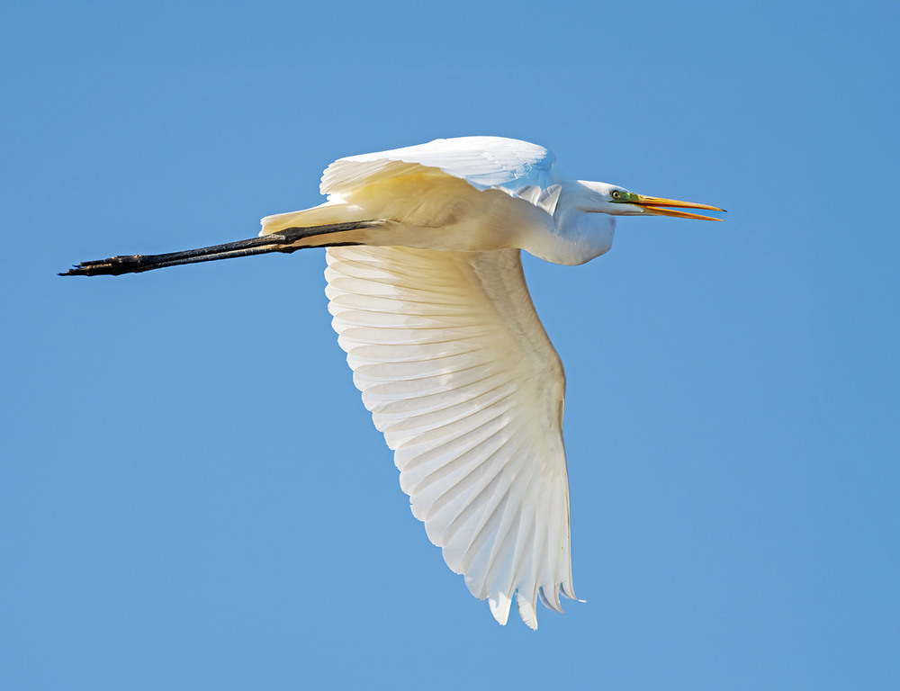 Фотографія Чепура велика (Ardea alba) / Igor Chervonenko / photographers.ua