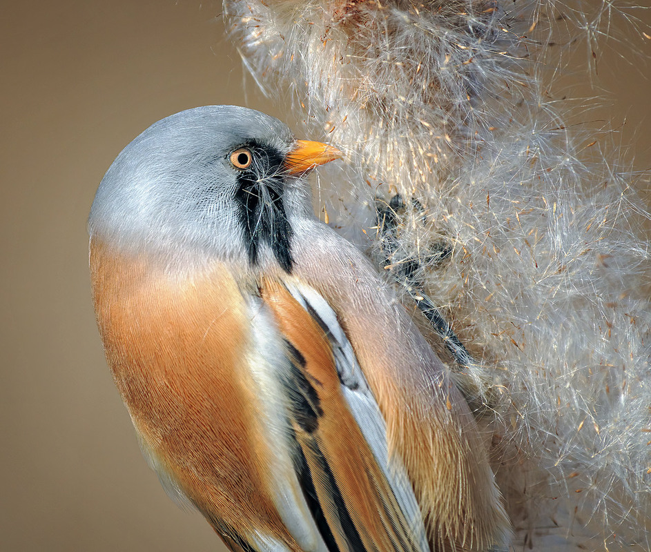 Фотографія Заївся по самі вуса / Igor Chervonenko / photographers.ua