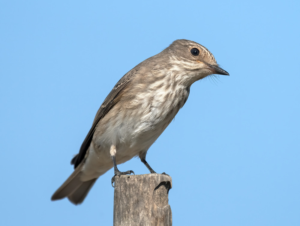 Фотографія Мухоловка сіра (Muscicapa striata) / Igor Chervonenko / photographers.ua