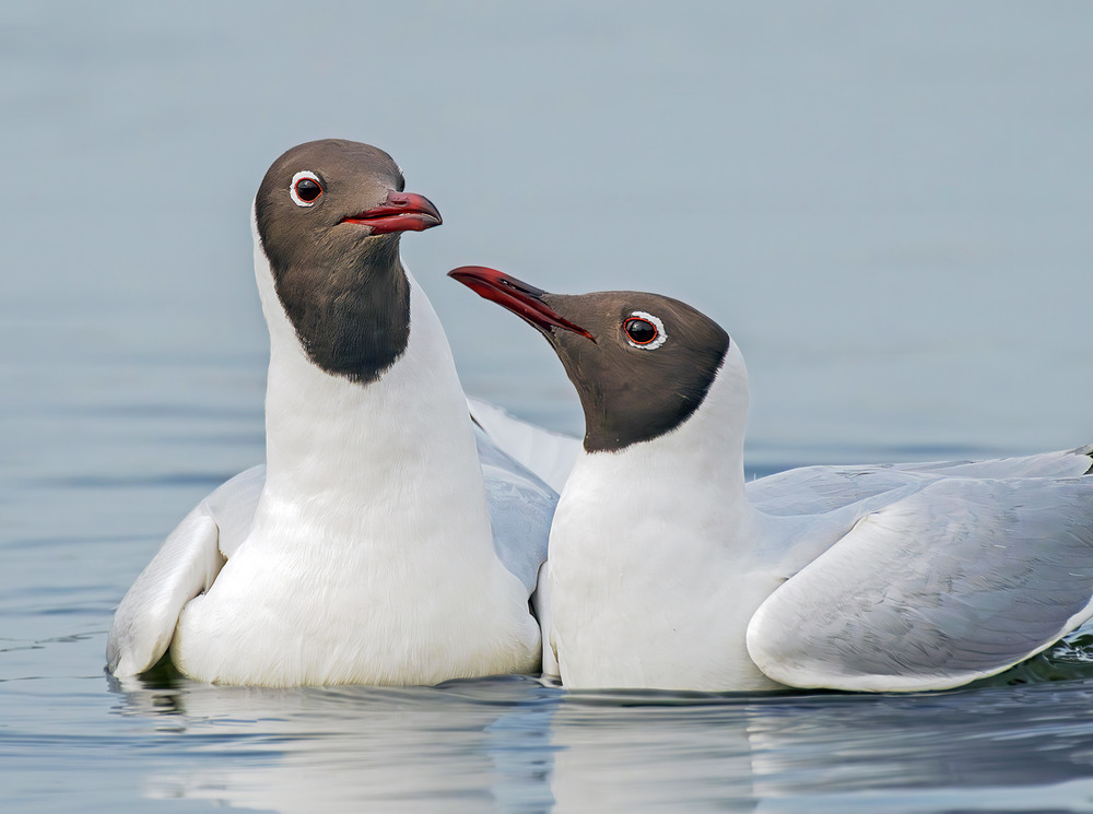 Фотографія Весняні поцілунки (I) / Igor Chervonenko / photographers.ua