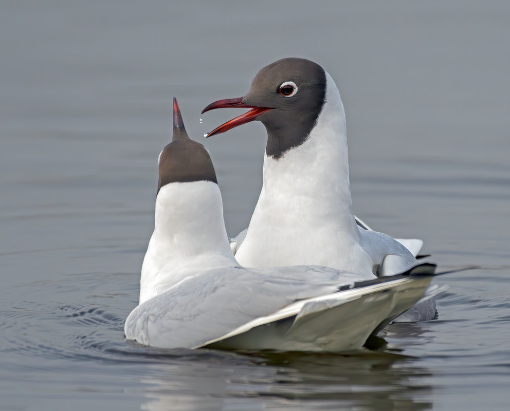Фотографія Весняні поцілунки (II) / Igor Chervonenko / photographers.ua