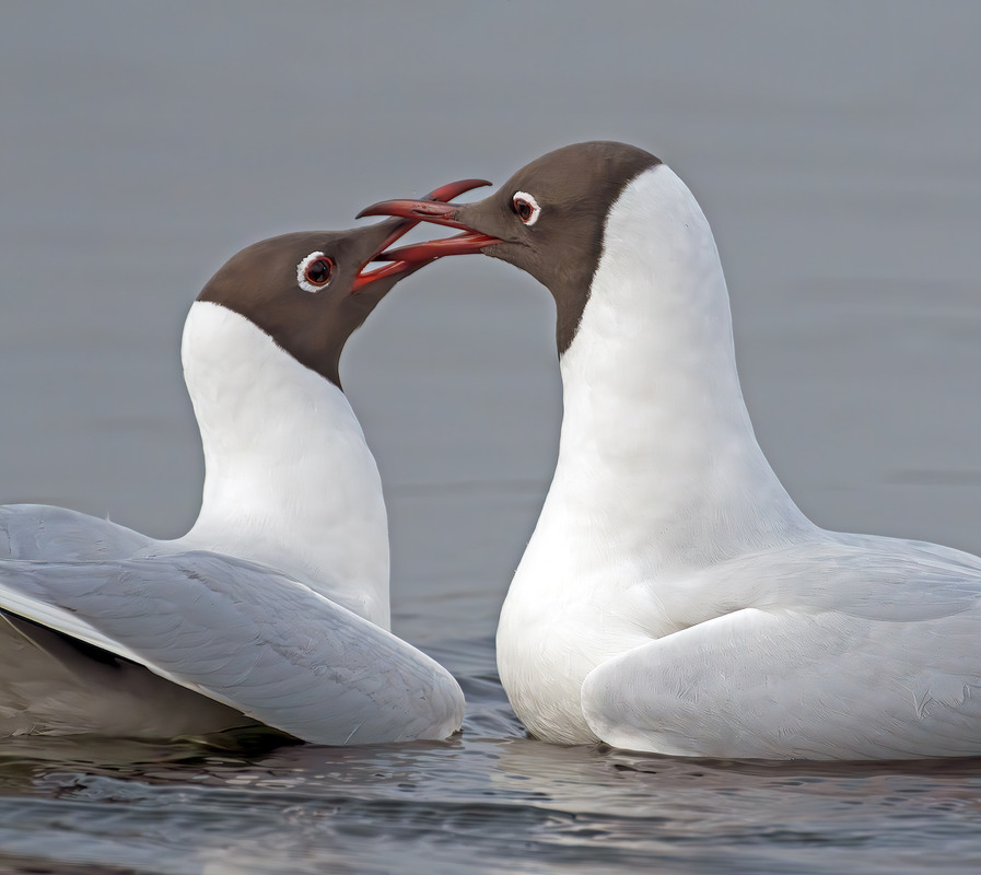 Фотографія Весняні поцілунки (III) / Igor Chervonenko / photographers.ua