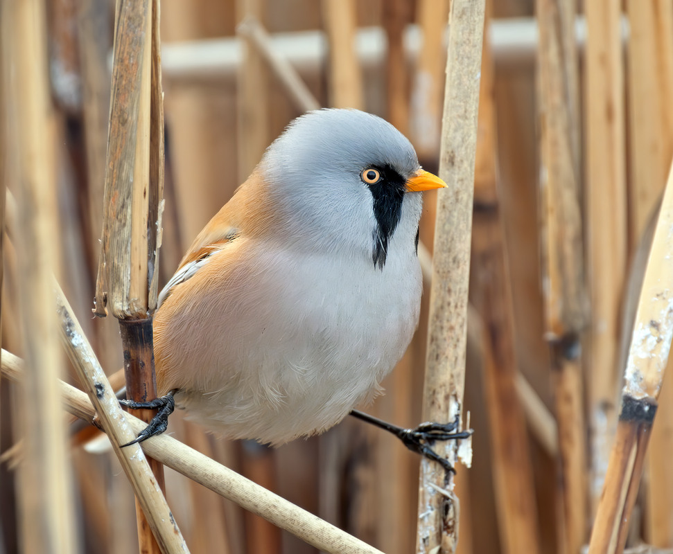 Фотографія Синиця вусата, самець (Panurus biarmicus) / Igor Chervonenko / photographers.ua
