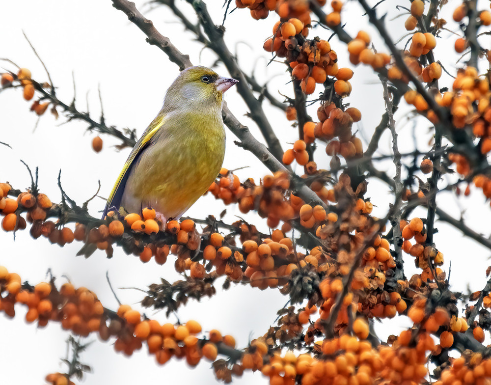 Фотографія Зеленяк звичайний (Chloris chloris) / Igor Chervonenko / photographers.ua