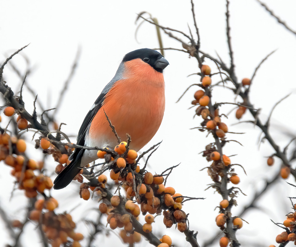 Фотографія За смаколиками / Igor Chervonenko / photographers.ua