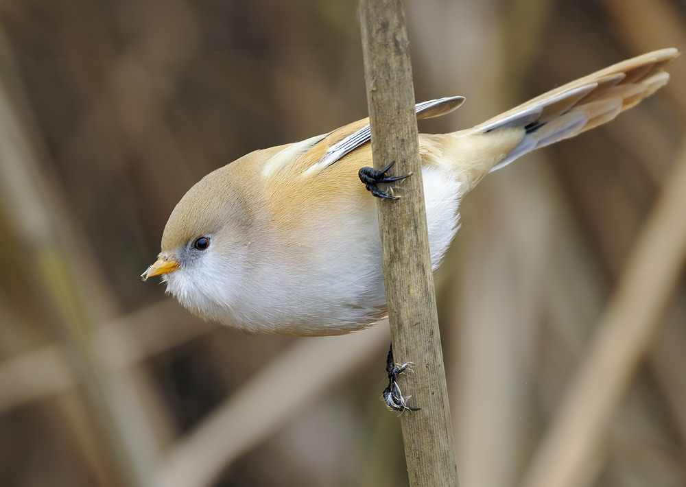 Фотографія В пастельних тонах / Igor Chervonenko / photographers.ua