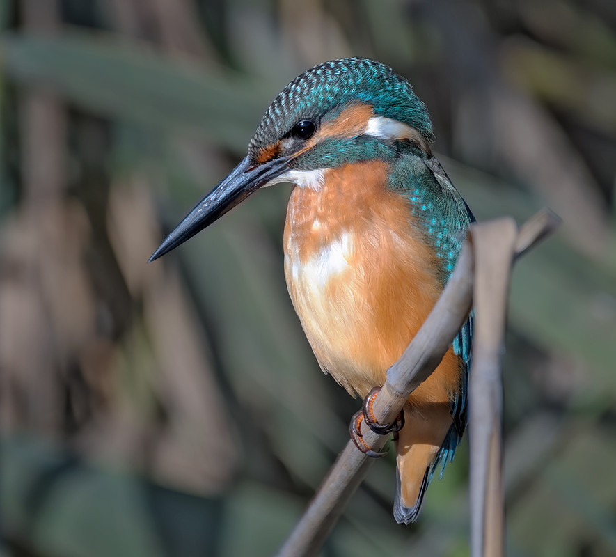 Фотографія Рибалочка / Igor Chervonenko / photographers.ua