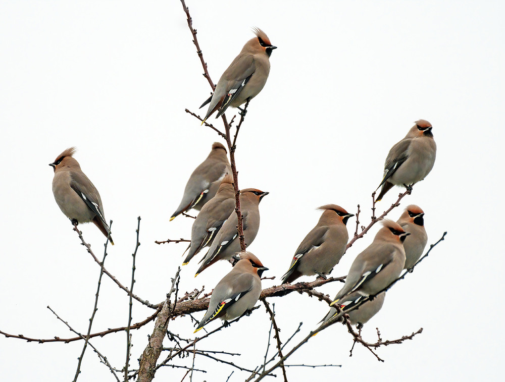 Фотографія А один проти... / Igor Chervonenko / photographers.ua