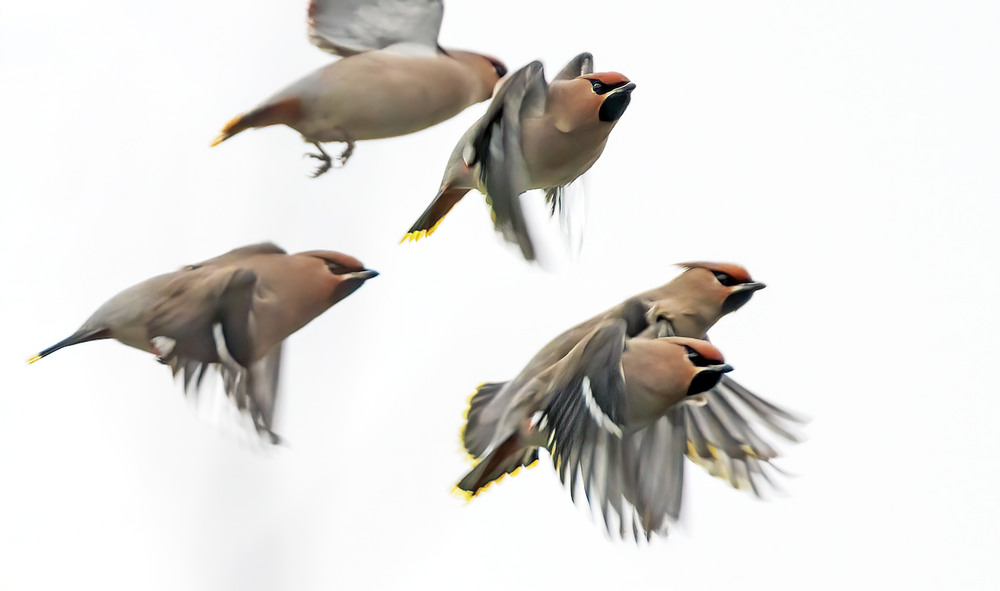 Фотографія Великі перегони / Igor Chervonenko / photographers.ua