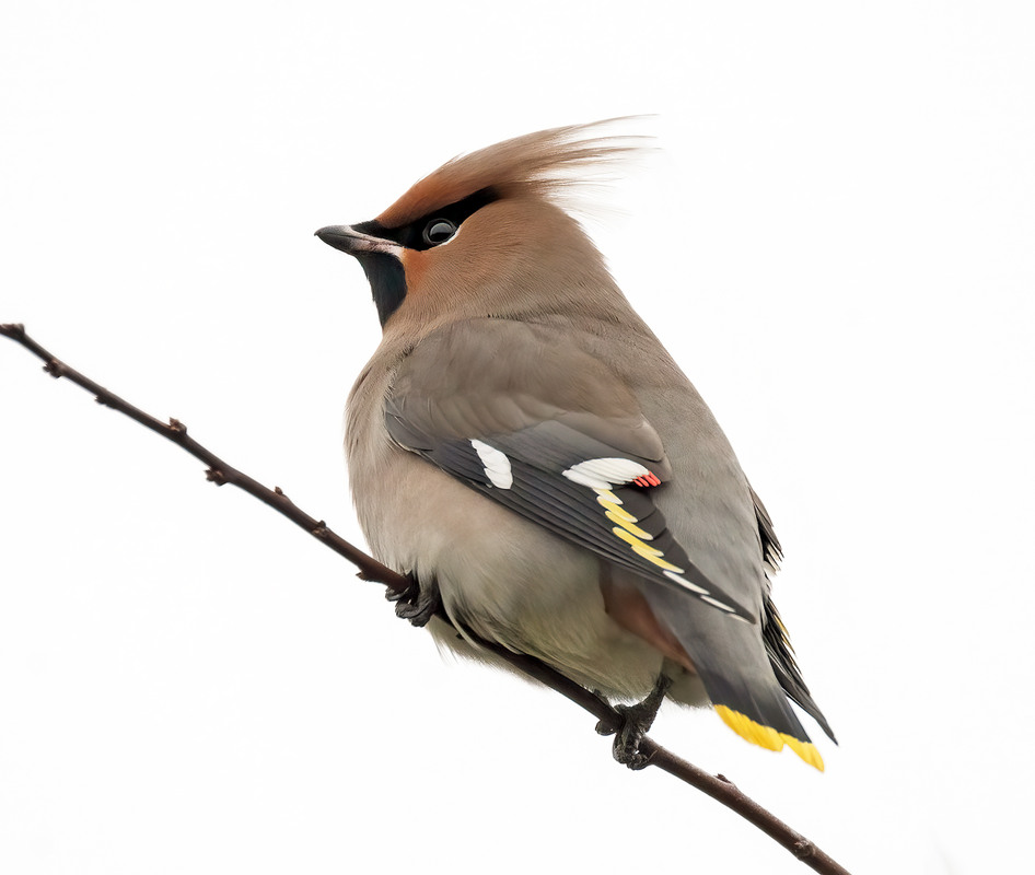 Фотографія Омелюх звичайний (Bombycilla garrulus) / Igor Chervonenko / photographers.ua