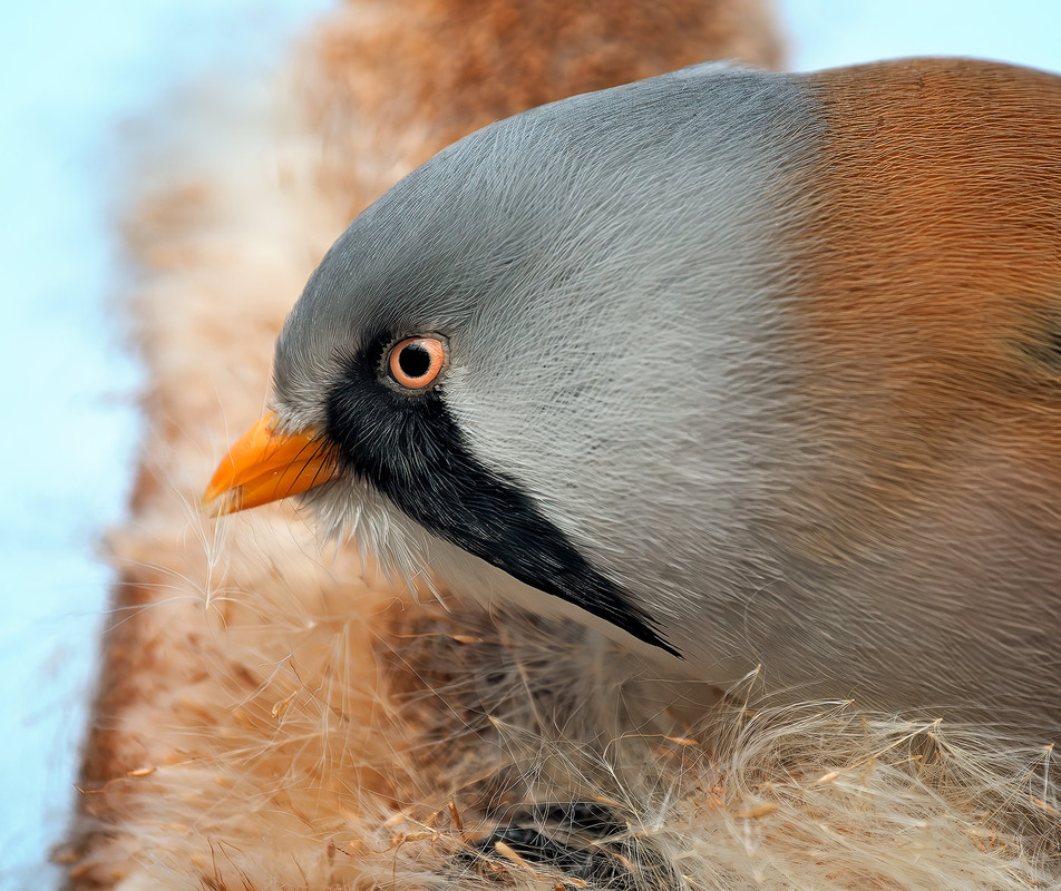 Фотографія Дрібненькі зернятка / Igor Chervonenko / photographers.ua