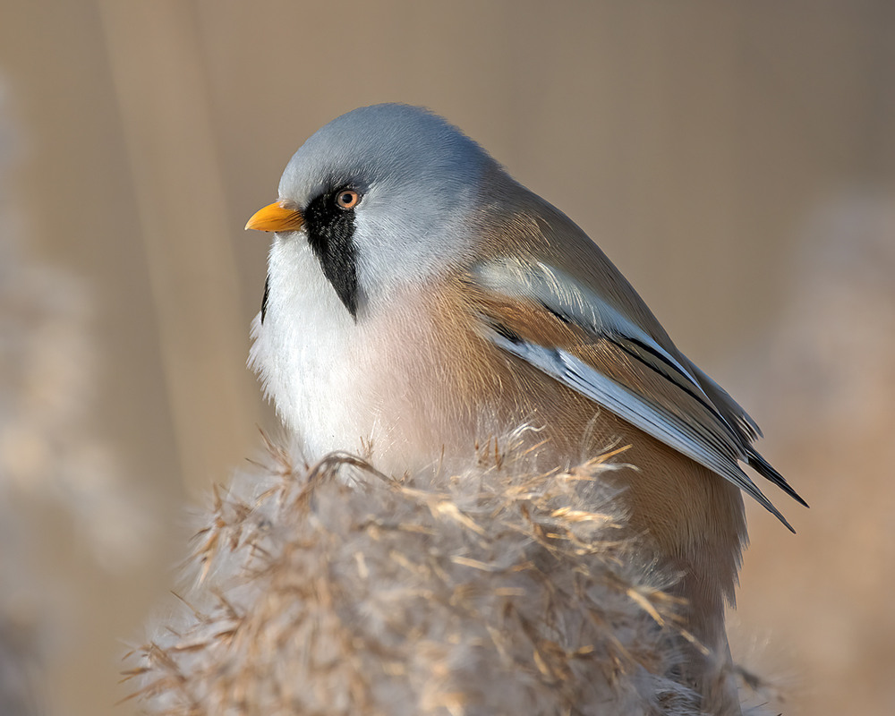 Фотографія Думи мої, думи... / Igor Chervonenko / photographers.ua
