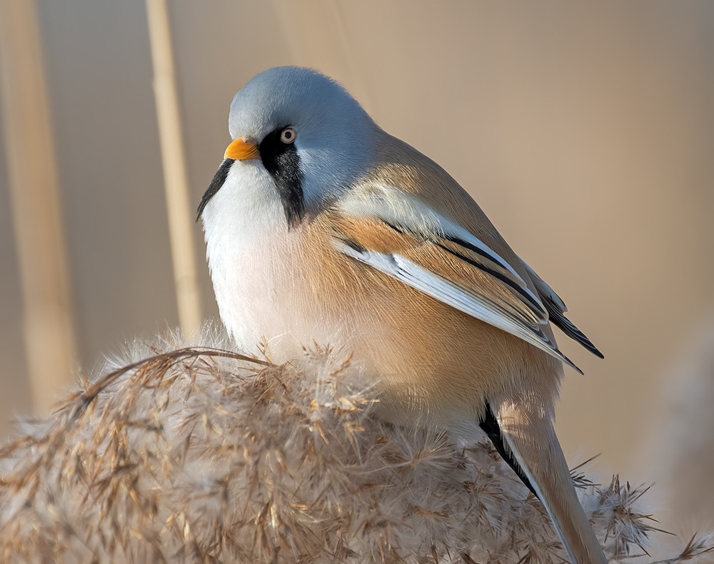 Фотографія Вусань / Igor Chervonenko / photographers.ua