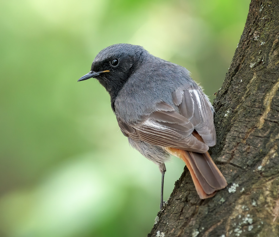Фотографія Горихвістка чорна (Phoenicurus ochruros) / Igor Chervonenko / photographers.ua