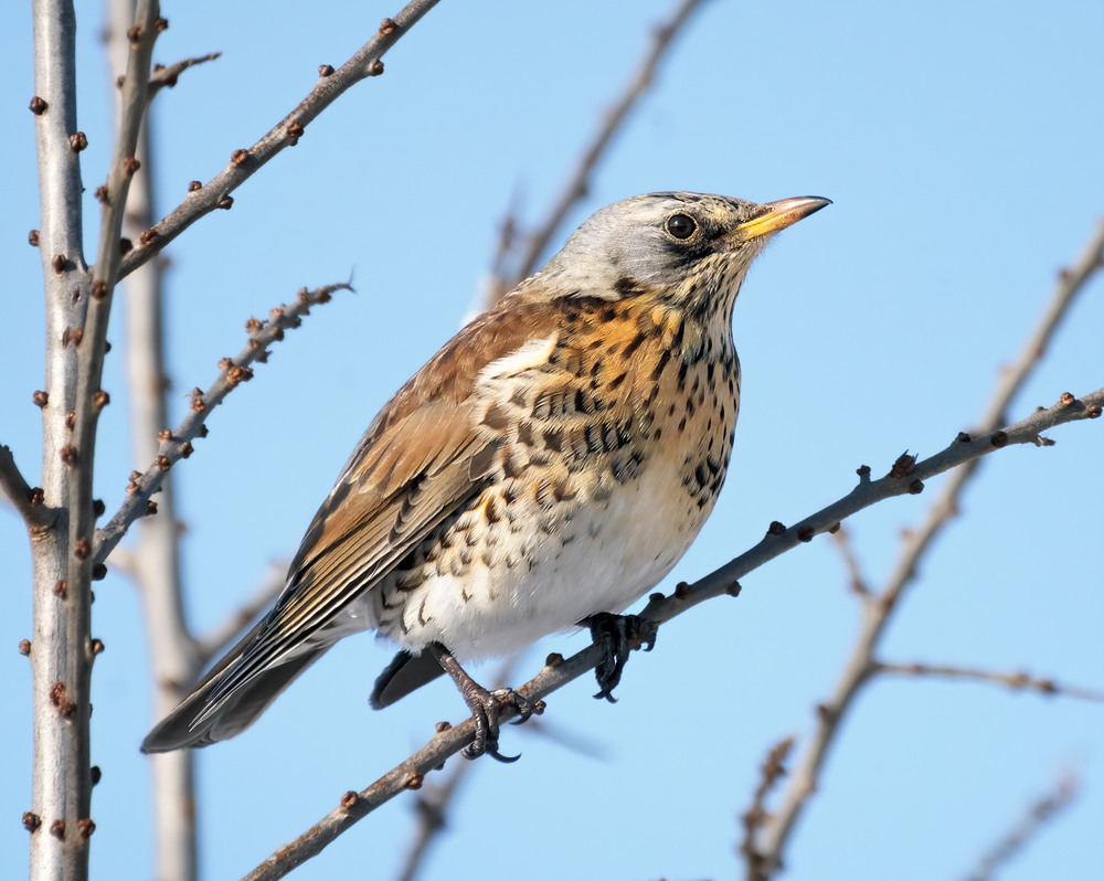 Фотографія Чикотень (Turdus pilaris) / Igor Chervonenko / photographers.ua