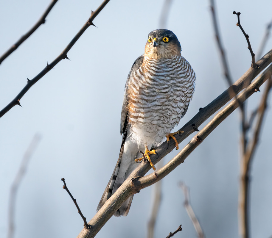 Фотографія Яструб малий, самець (Accipiter nisus) / Igor Chervonenko / photographers.ua