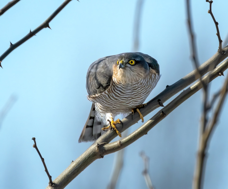Фотографія Яструб малий, самець (Accipiter nisus) / Igor Chervonenko / photographers.ua