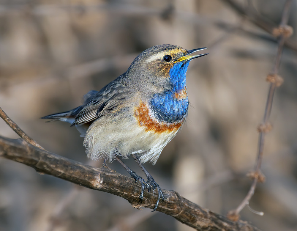 Фотографія Синьошийка, самець (Luscinia svecica) / Igor Chervonenko / photographers.ua